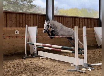 Connemara, Jument, 7 Ans, 144 cm, Gris noir