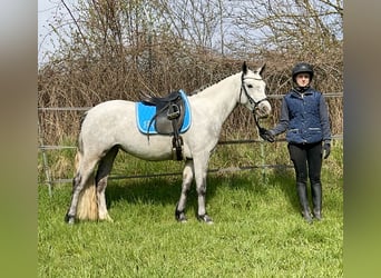 Connemara, Jument, 7 Ans, 144 cm, Gris noir