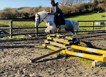 Connemara, Jument, 7 Ans, 145 cm, Rouan bleu