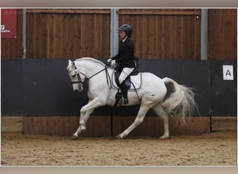 Connemara, Jument, 7 Ans, 146 cm, Gris