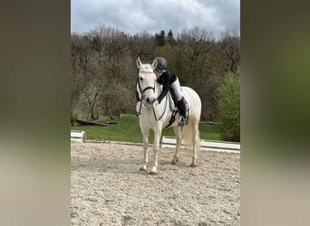 Connemara, Jument, 7 Ans, 146 cm, Gris