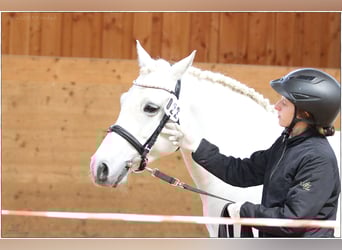 Connemara, Jument, 7 Ans, 146 cm, Gris