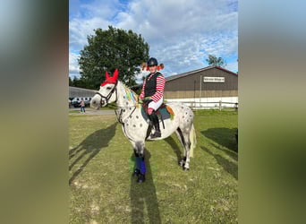 Connemara, Jument, 7 Ans, 146 cm, Gris