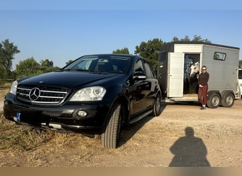 Connemara, Jument, 7 Ans, 146 cm, Gris noir