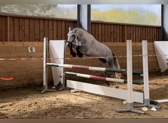 Connemara, Jument, 7 Ans, 146 cm, Gris noir