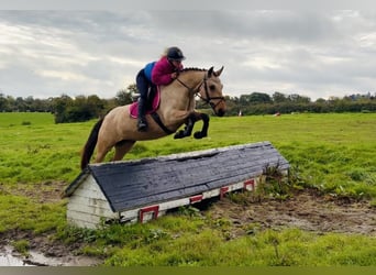 Connemara, Jument, 7 Ans, 147 cm, Isabelle