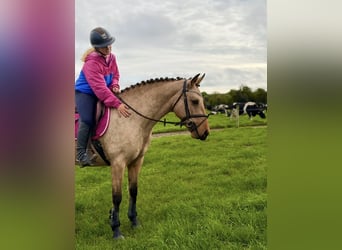 Connemara, Jument, 7 Ans, 147 cm, Isabelle