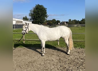 Connemara, Jument, 7 Ans, 148 cm, Gris