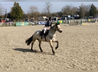 Connemara, Jument, 7 Ans, 154 cm, Isabelle