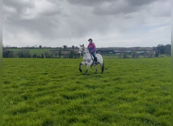 Connemara, Jument, 7 Ans, 154 cm, Isabelle