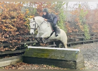 Connemara, Jument, 7 Ans, 155 cm, Gris