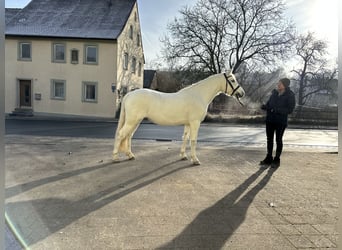 Connemara, Jument, 7 Ans, Gris pommelé