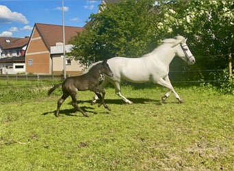 Connemara, Jument, 7 Ans, Gris pommelé