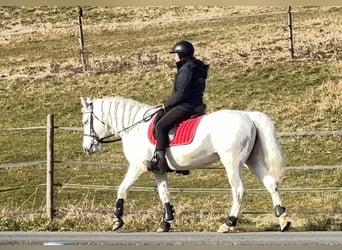 Connemara, Jument, 7 Ans, Gris pommelé