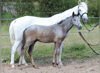 Connemara, Jument, 7 Ans, Gris pommelé