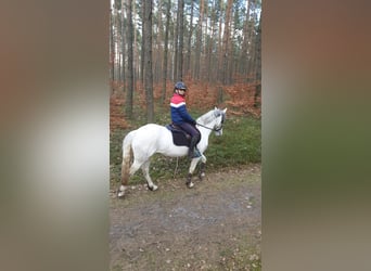 Connemara, Jument, 8 Ans, 139 cm, Gris