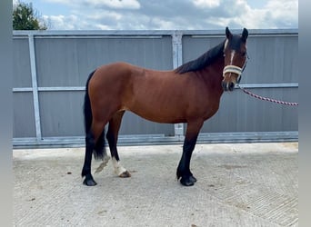 Connemara, Jument, 8 Ans, 140 cm, Bai