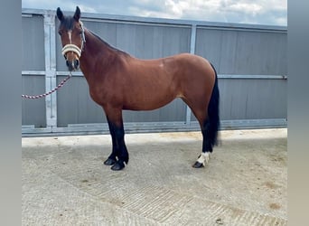 Connemara, Jument, 8 Ans, 140 cm, Bai