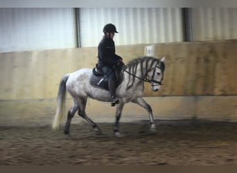 Connemara Croisé, Jument, 8 Ans, 140 cm, Gris