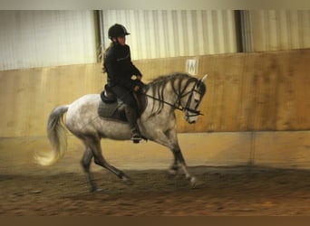 Connemara Croisé, Jument, 8 Ans, 140 cm, Gris