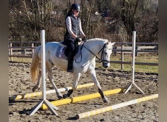 Connemara, Jument, 8 Ans, 145 cm, Gris