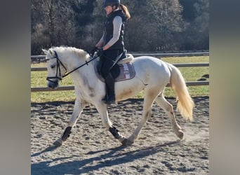 Connemara, Jument, 8 Ans, 145 cm, Gris