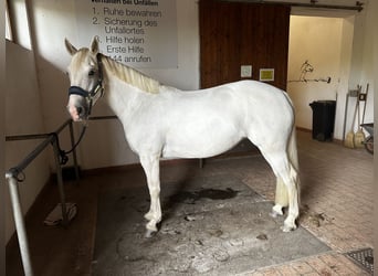 Connemara, Jument, 8 Ans, 146 cm, Blanc