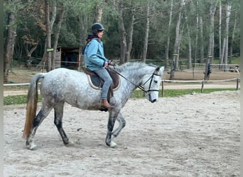 Connemara, Jument, 8 Ans, 147 cm, Gris pommelé