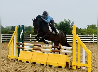 Connemara, Jument, 8 Ans, 148 cm, Bai