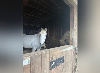 Connemara, Jument, 8 Ans, 148 cm, Gris