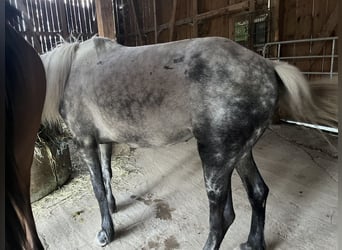 Connemara Croisé, Jument, 8 Ans, 149 cm, Gris pommelé