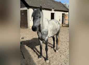 Connemara Croisé, Jument, 8 Ans, 149 cm, Gris pommelé