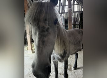 Connemara Croisé, Jument, 8 Ans, 149 cm, Gris pommelé