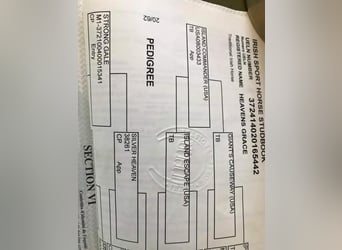 Connemara, Jument, 8 Ans, 152 cm, Bai cerise