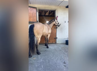 Connemara Croisé, Jument, 8 Ans, 153 cm, Isabelle