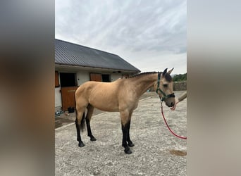 Connemara Croisé, Jument, 8 Ans, 153 cm, Isabelle