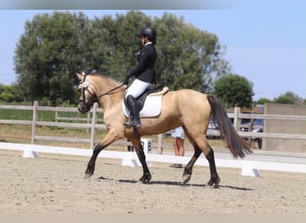 Connemara, Jument, 8 Ans, 154 cm, Isabelle
