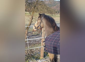 Connemara, Jument, 9 Ans, 137 cm, Buckskin