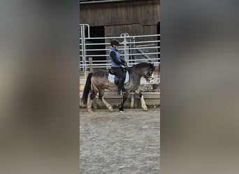 Connemara, Jument, 9 Ans, 137 cm, Buckskin