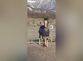 Connemara, Jument, 9 Ans, 137 cm, Buckskin