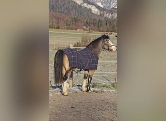 Connemara, Jument, 9 Ans, 137 cm, Buckskin