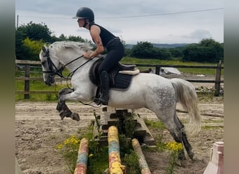 Connemara, Jument, 9 Ans, 140 cm, Gris