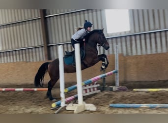 Connemara, Jument, 9 Ans, 143 cm, Bai cerise