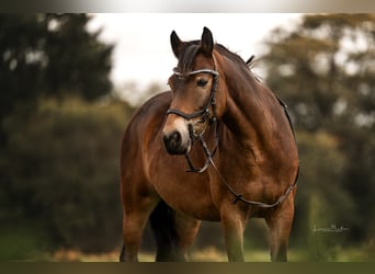 Connemara Croisé, Jument, 9 Ans, 145 cm