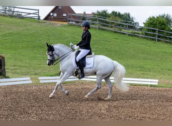 Connemara, Jument, 9 Ans, 148 cm, Gris