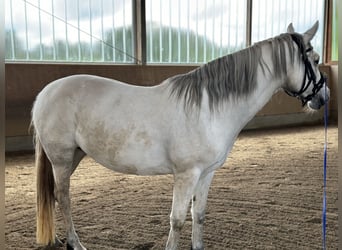 Connemara, Jument, 9 Ans, 148 cm, Gris