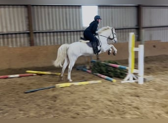 Connemara, Jument, 9 Ans, 148 cm, Gris