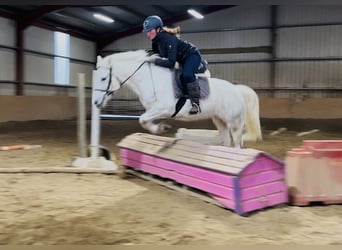 Connemara, Jument, 9 Ans, 148 cm, Gris