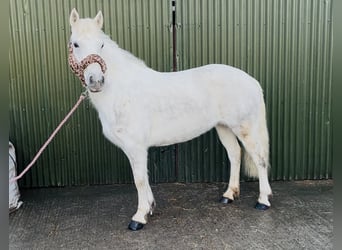 Connemara, Jument, 9 Ans, 148 cm, Gris