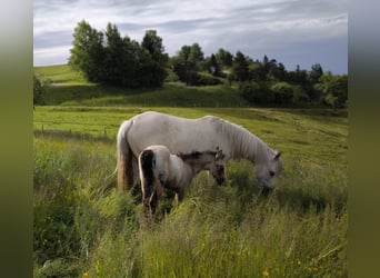Connemara, Jument, , 145 cm, Gris (bai-dun)